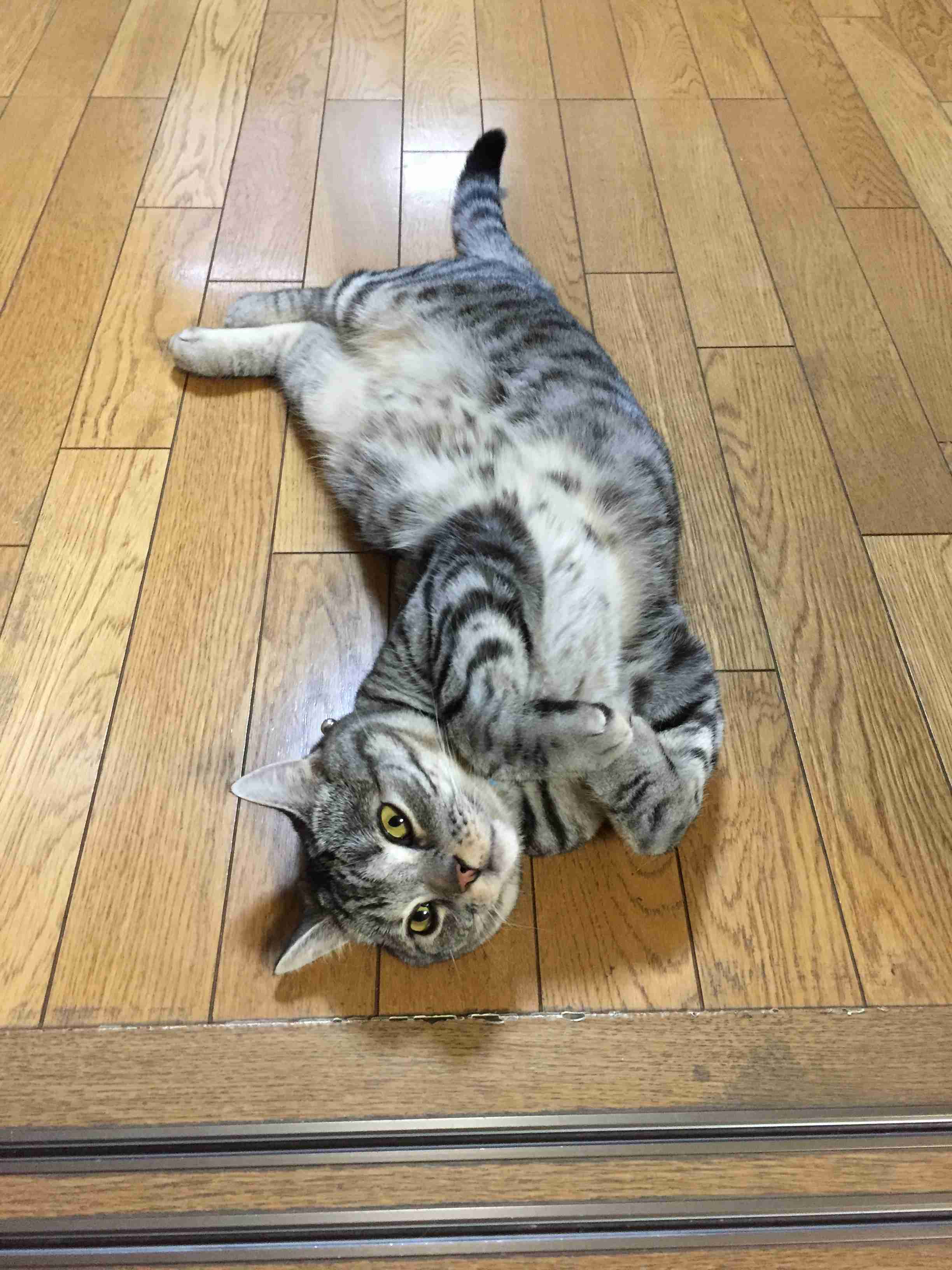 【画像】いろんな毛色の猫が見たい