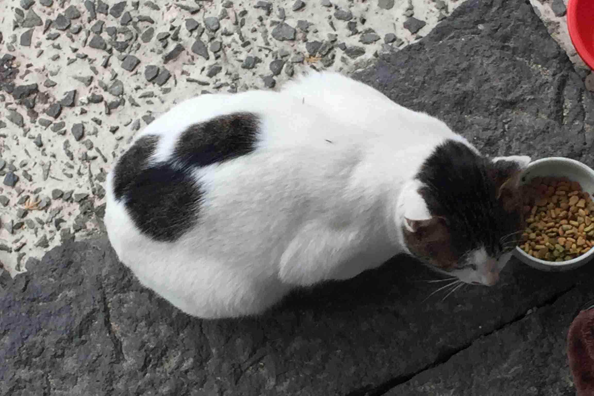 【画像】いろんな毛色の猫が見たい