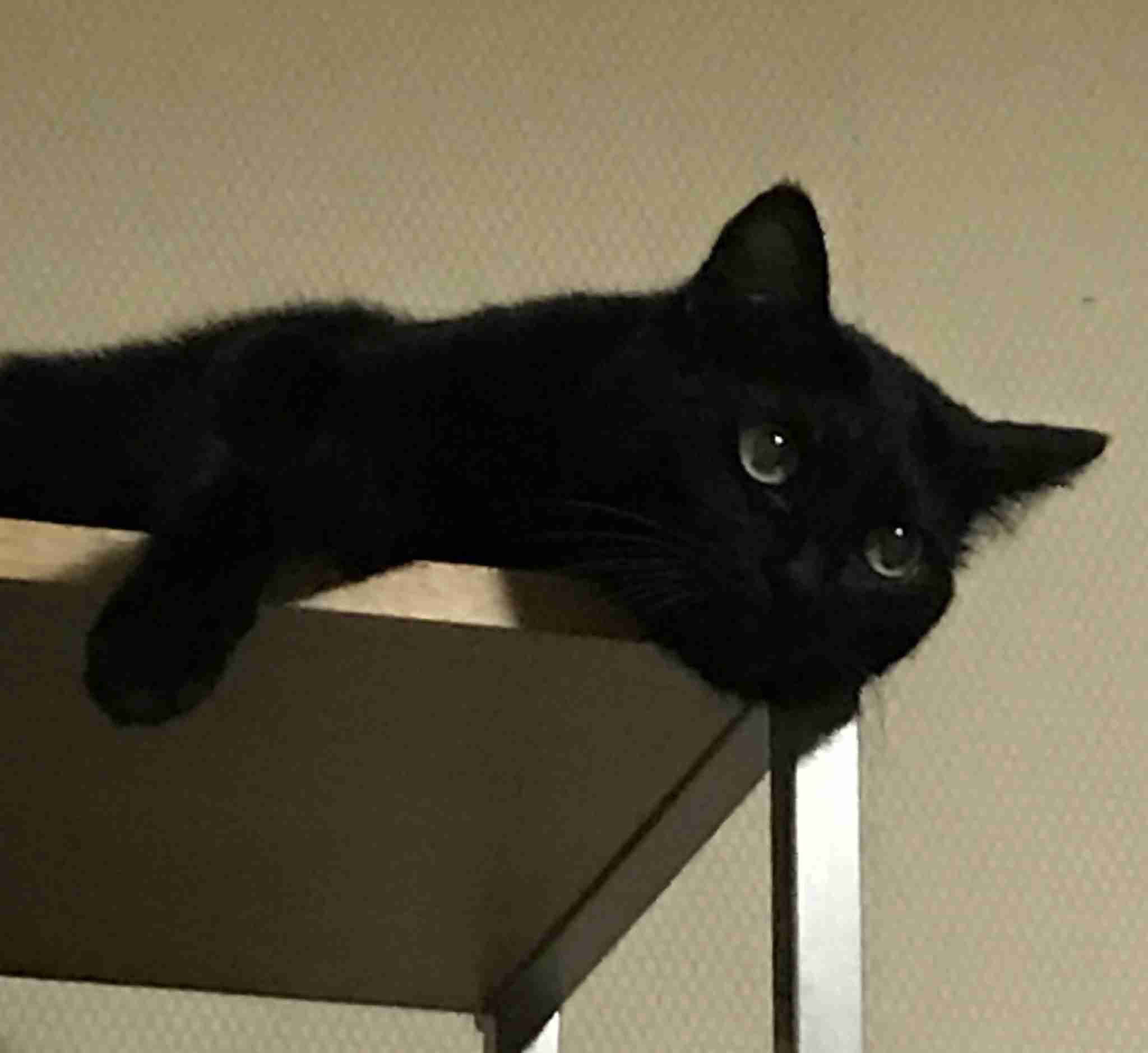 【画像】いろんな毛色の猫が見たい