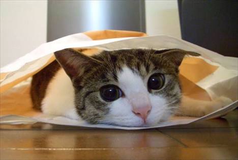 【画像】いろんな毛色の猫が見たい