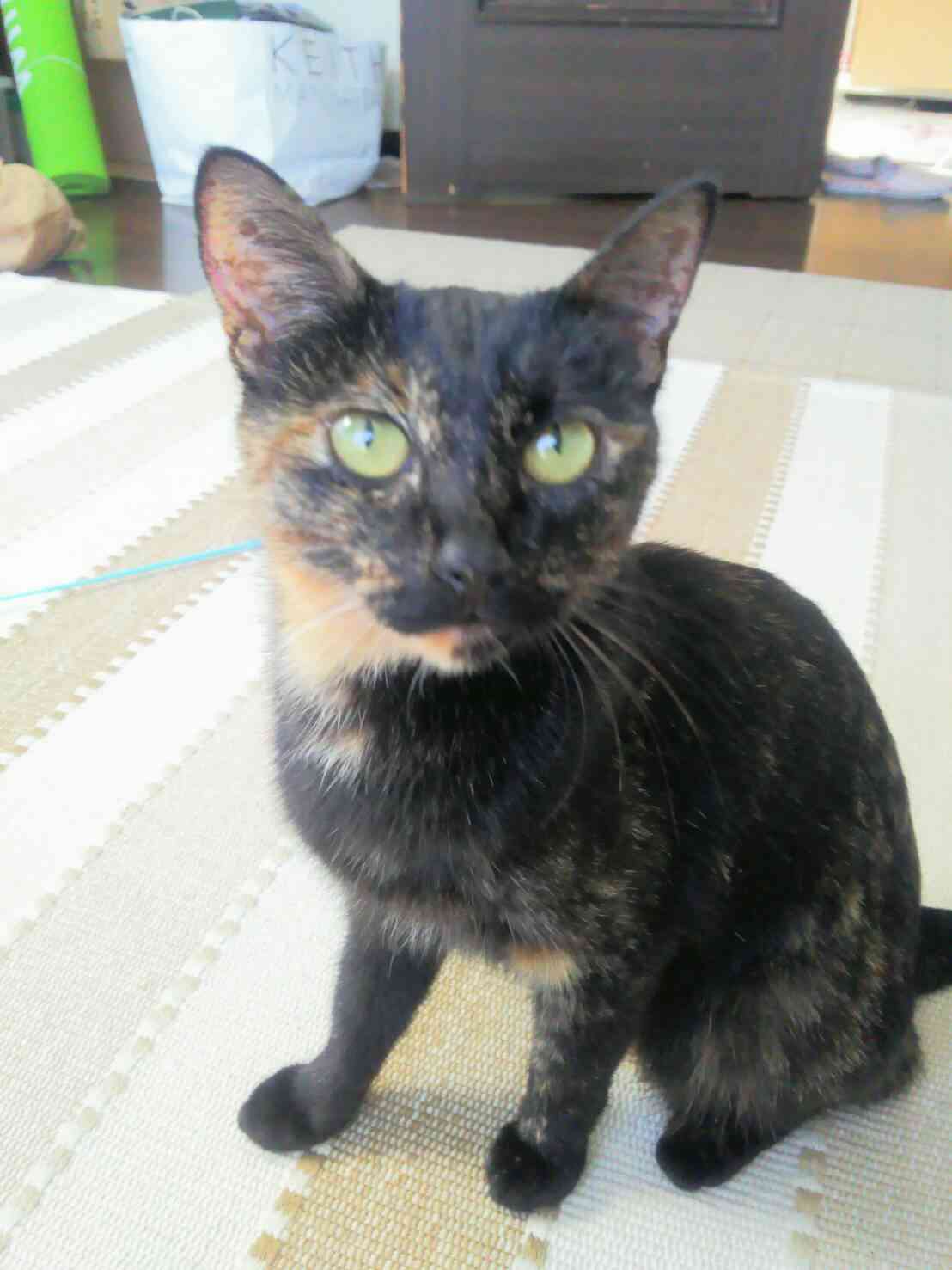 【画像】いろんな毛色の猫が見たい