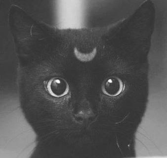 【画像】いろんな毛色の猫が見たい