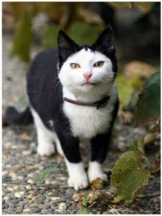 【画像】いろんな毛色の猫が見たい