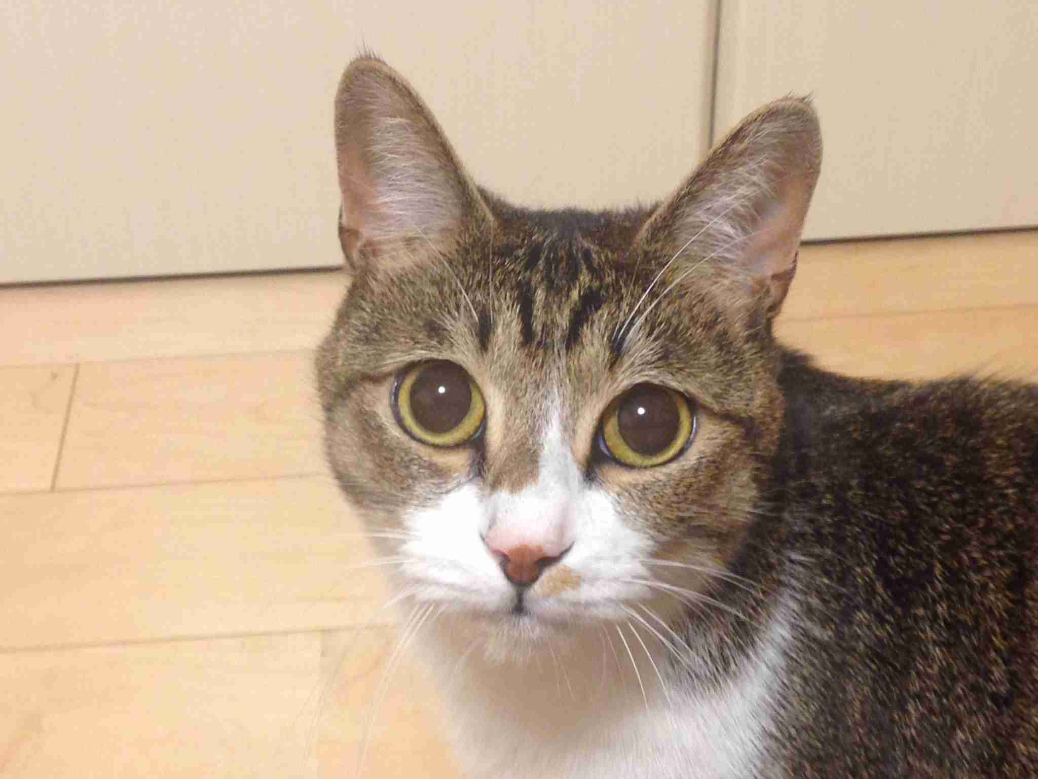 【画像】いろんな毛色の猫が見たい