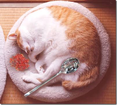 【画像】いろんな毛色の猫が見たい