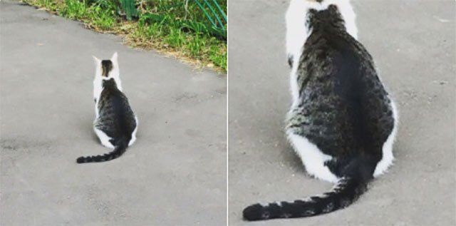 【画像】いろんな毛色の猫が見たい