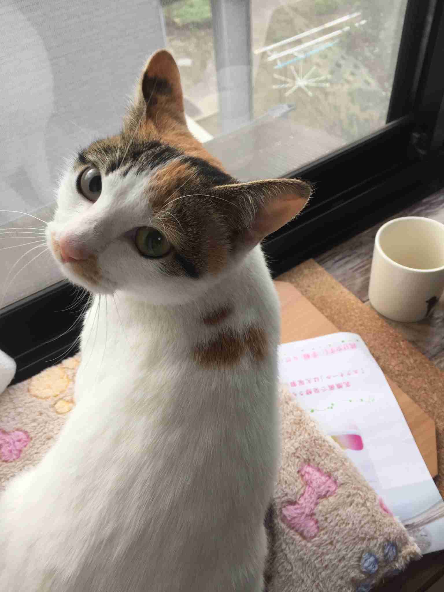 【画像】いろんな毛色の猫が見たい