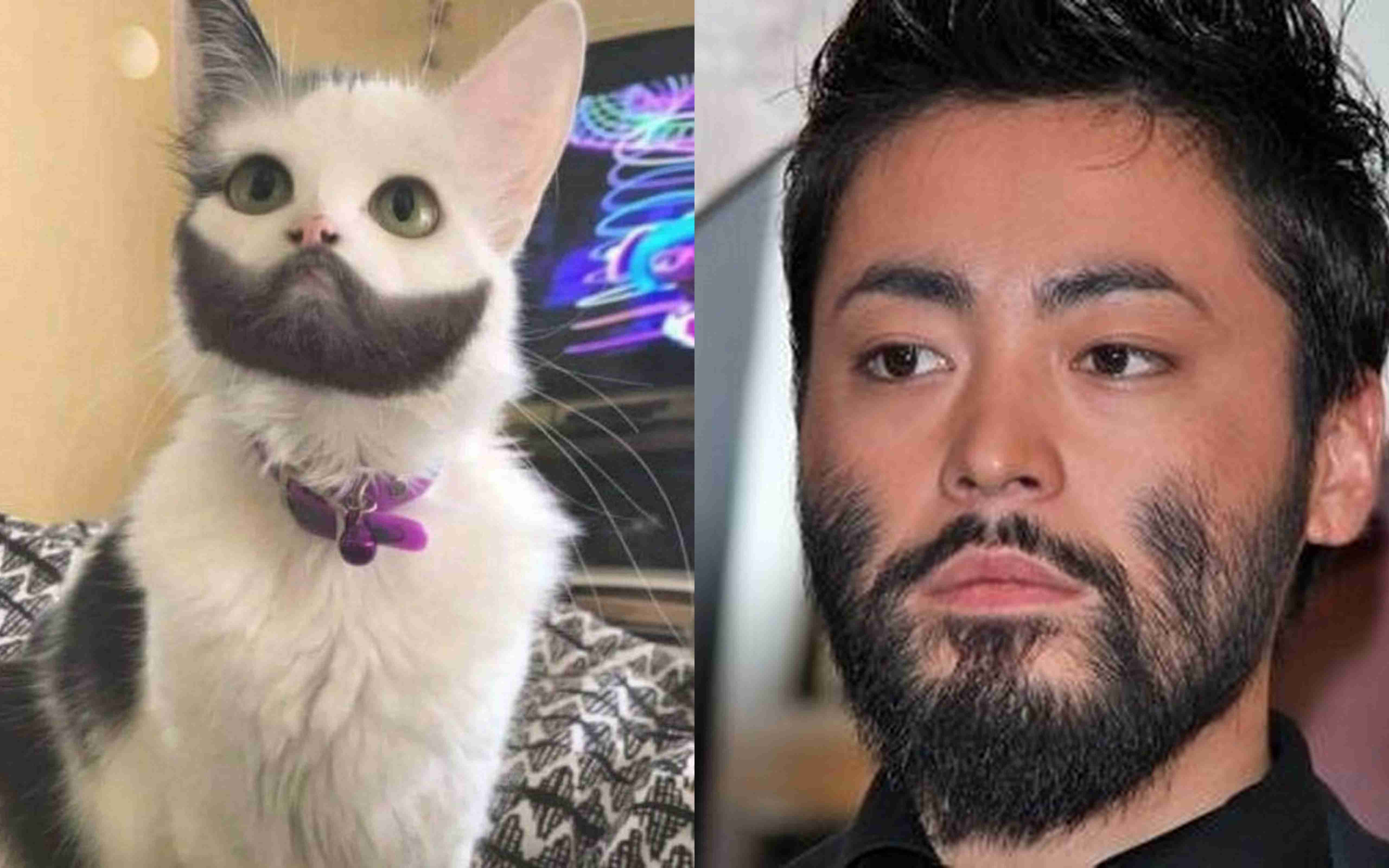 【画像】いろんな毛色の猫が見たい