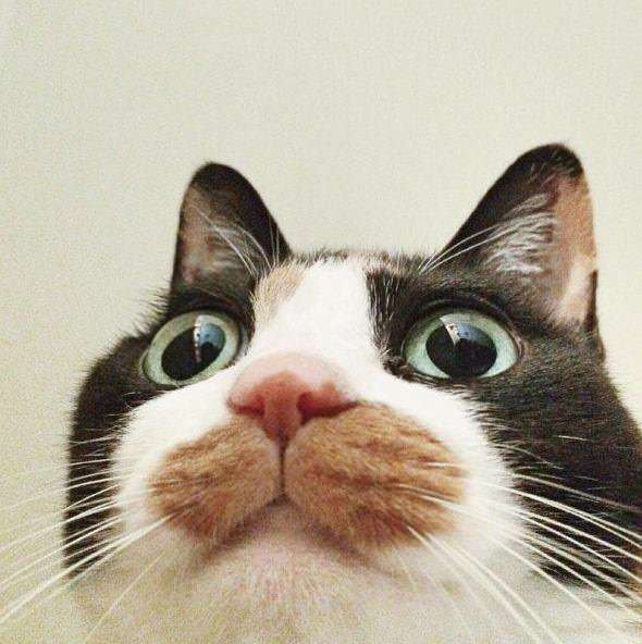 【画像】いろんな毛色の猫が見たい