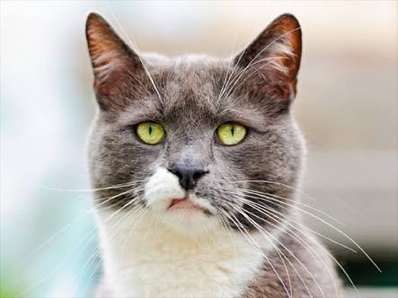 【画像】いろんな毛色の猫が見たい