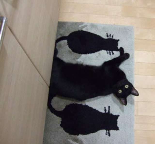 【画像】いろんな毛色の猫が見たい