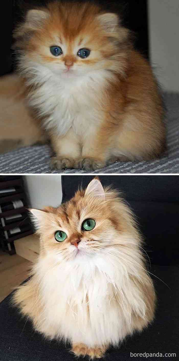 【画像】いろんな毛色の猫が見たい