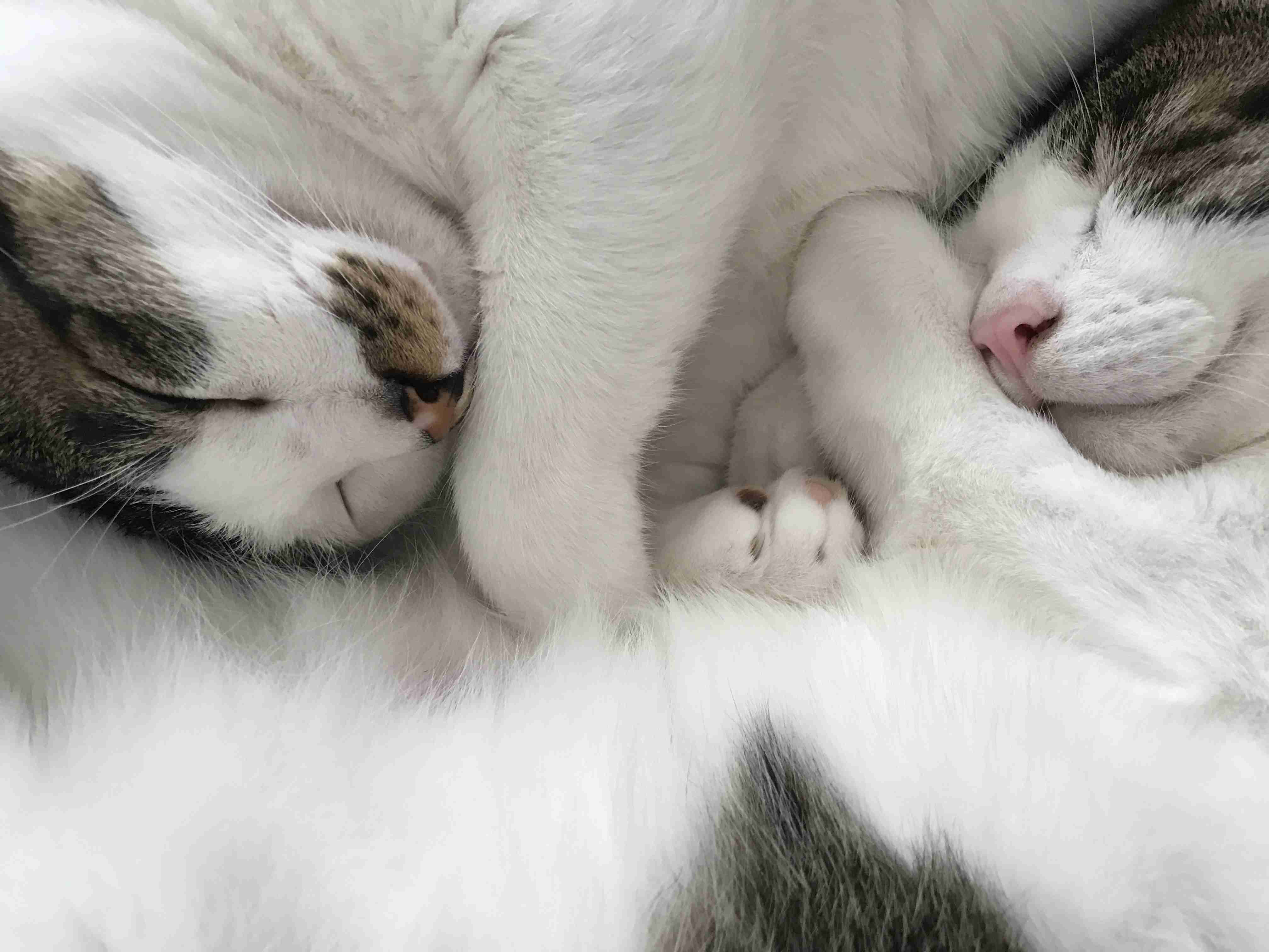 【画像】いろんな毛色の猫が見たい