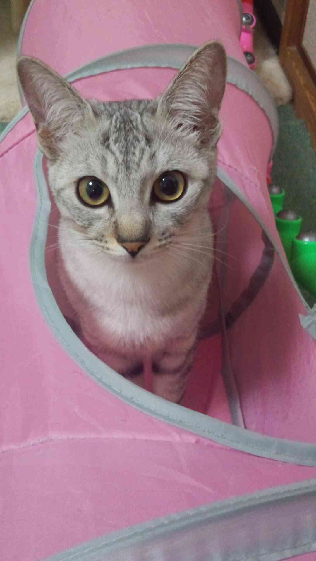【画像】いろんな毛色の猫が見たい