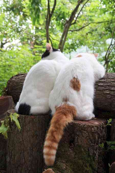 【画像】いろんな毛色の猫が見たい