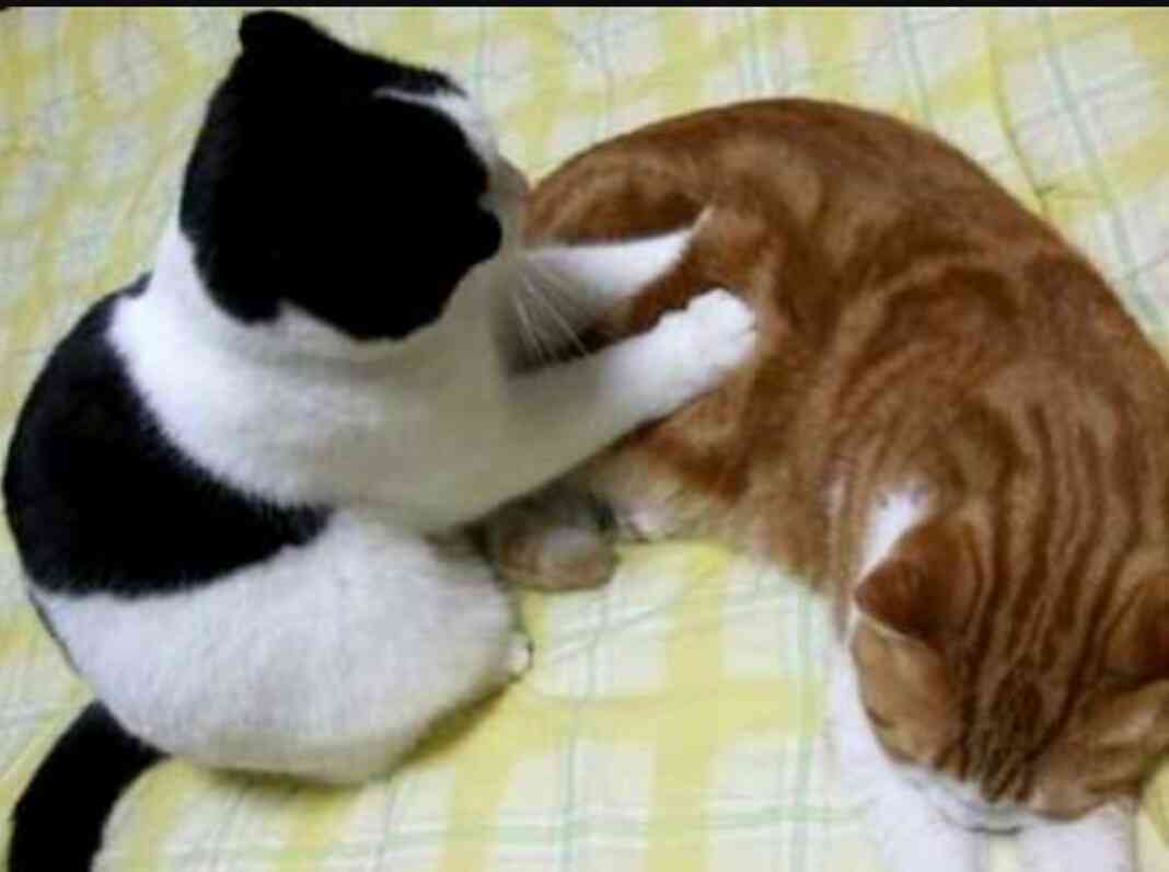 【画像】いろんな毛色の猫が見たい