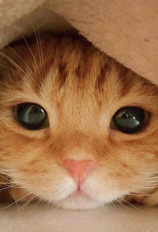 【画像】いろんな毛色の猫が見たい