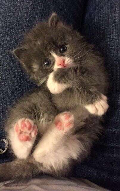 【画像】いろんな毛色の猫が見たい