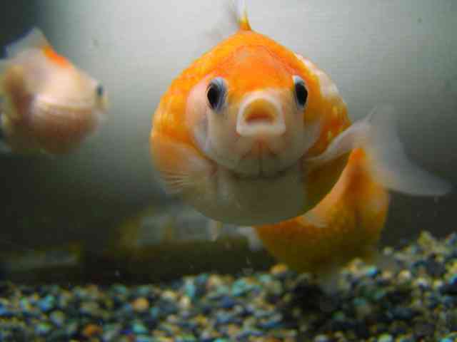 好きなキャラのツーショット画像を貼ろう♪