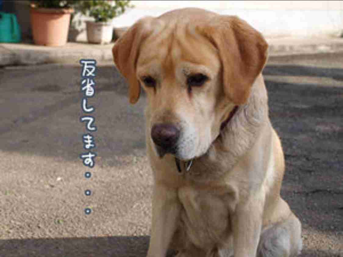 怒られるのが苦手な人ー!