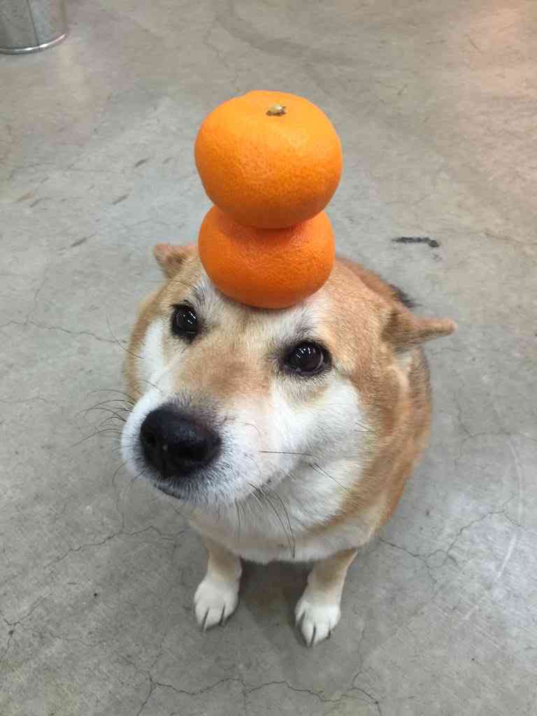 犬の飼い主あるあるを語ろう!