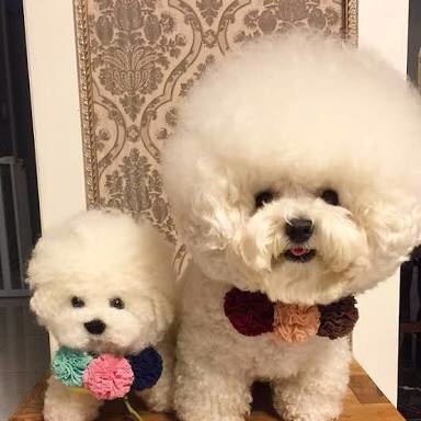 犬の飼い主あるあるを語ろう!