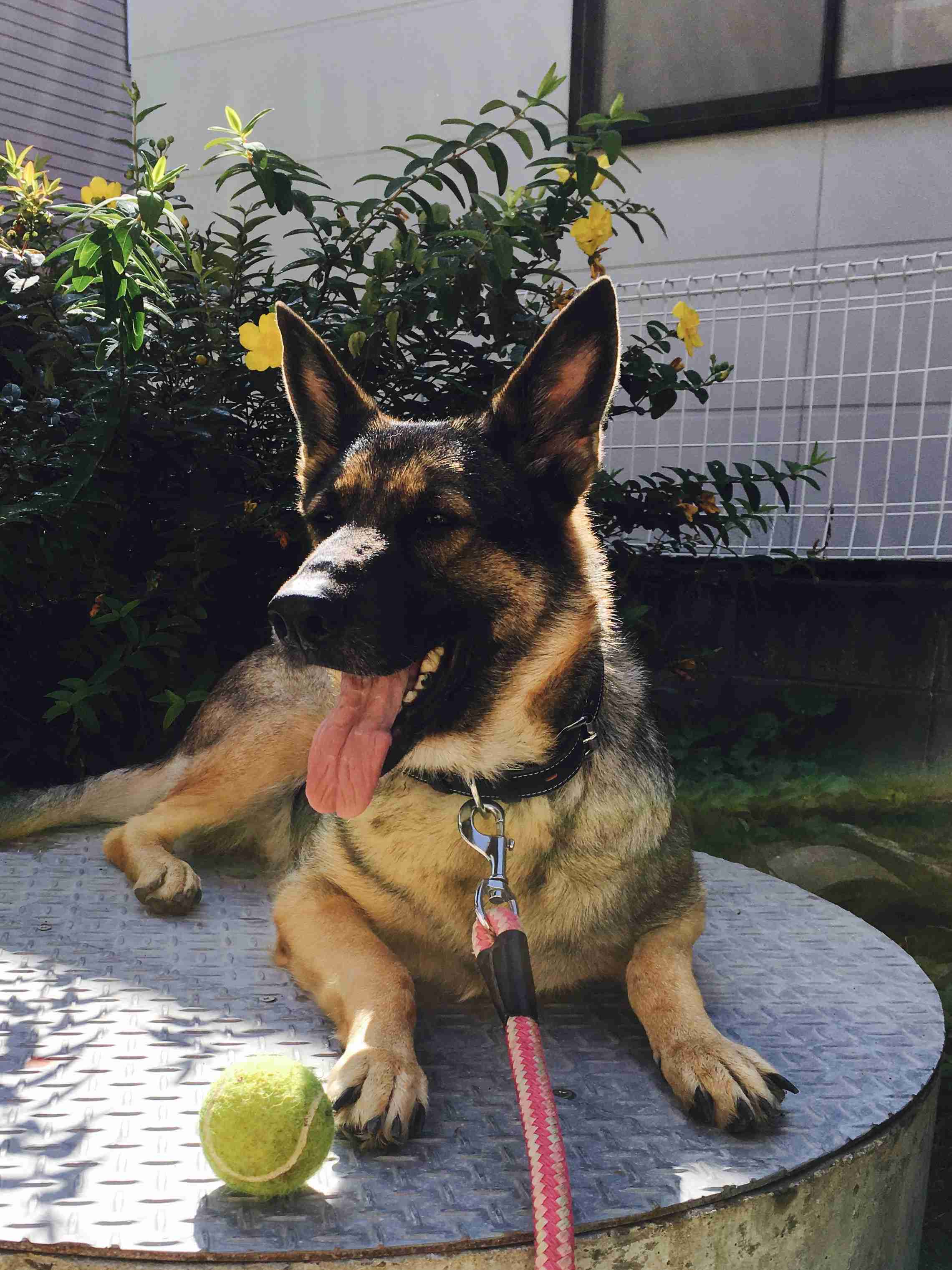 犬の飼い主あるあるを語ろう!