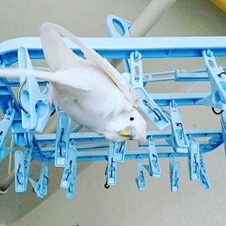 青い画像の集まるトピ!