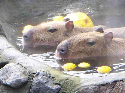 【2次元】漫画家さんの絵柄の絶頂期画像