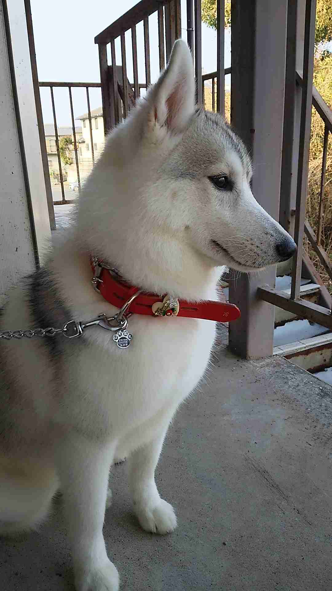 動物達の横顔が集まるトピ