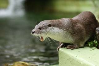 動物達の横顔が集まるトピ
