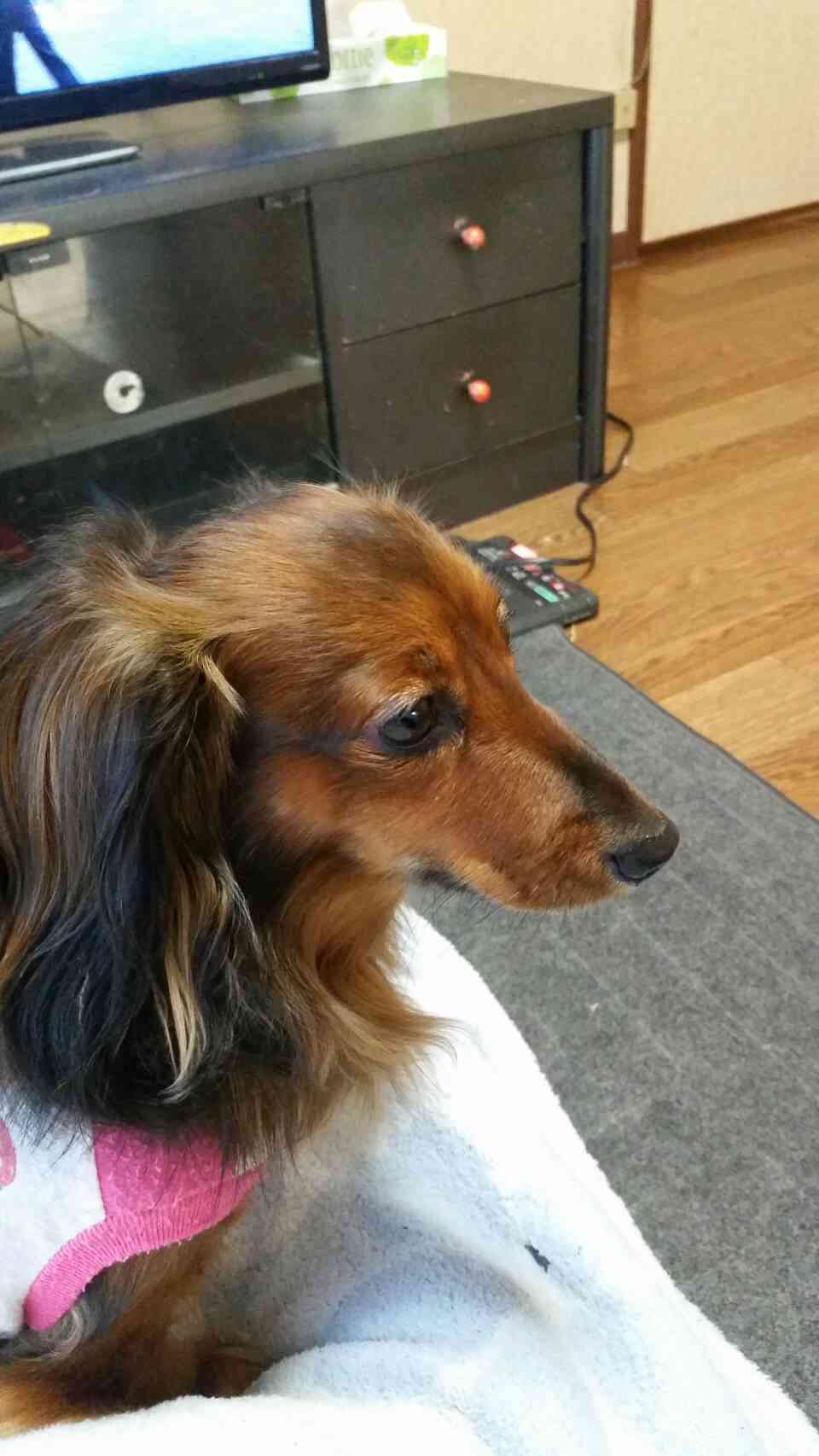 動物達の横顔が集まるトピ