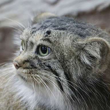 動物達の横顔が集まるトピ