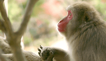 動物達の横顔が集まるトピ