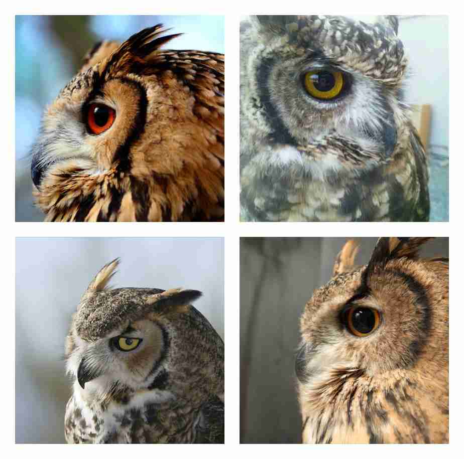 動物達の横顔が集まるトピ