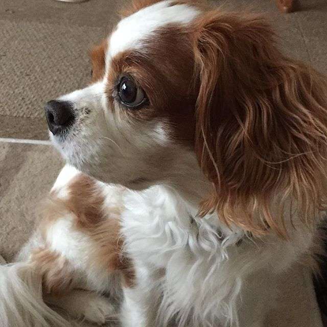 動物達の横顔が集まるトピ