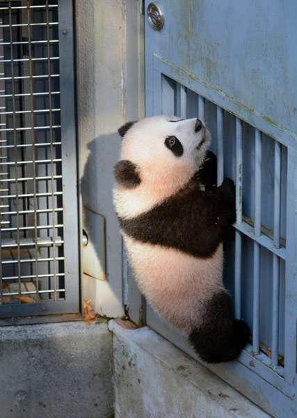 動物達の横顔が集まるトピ