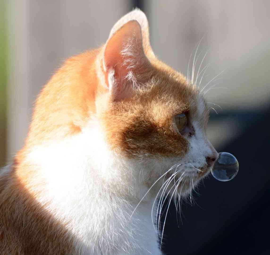 動物達の横顔が集まるトピ