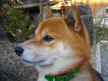 動物達の横顔が集まるトピ