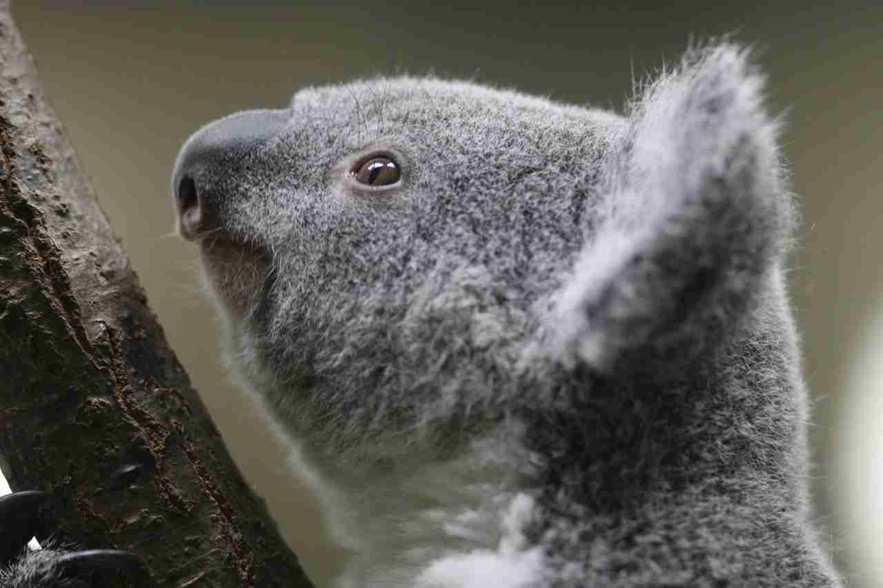 動物達の横顔が集まるトピ