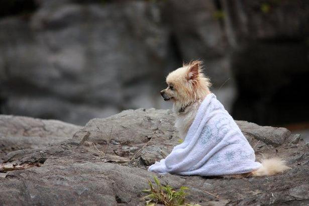 動物達の横顔が集まるトピ