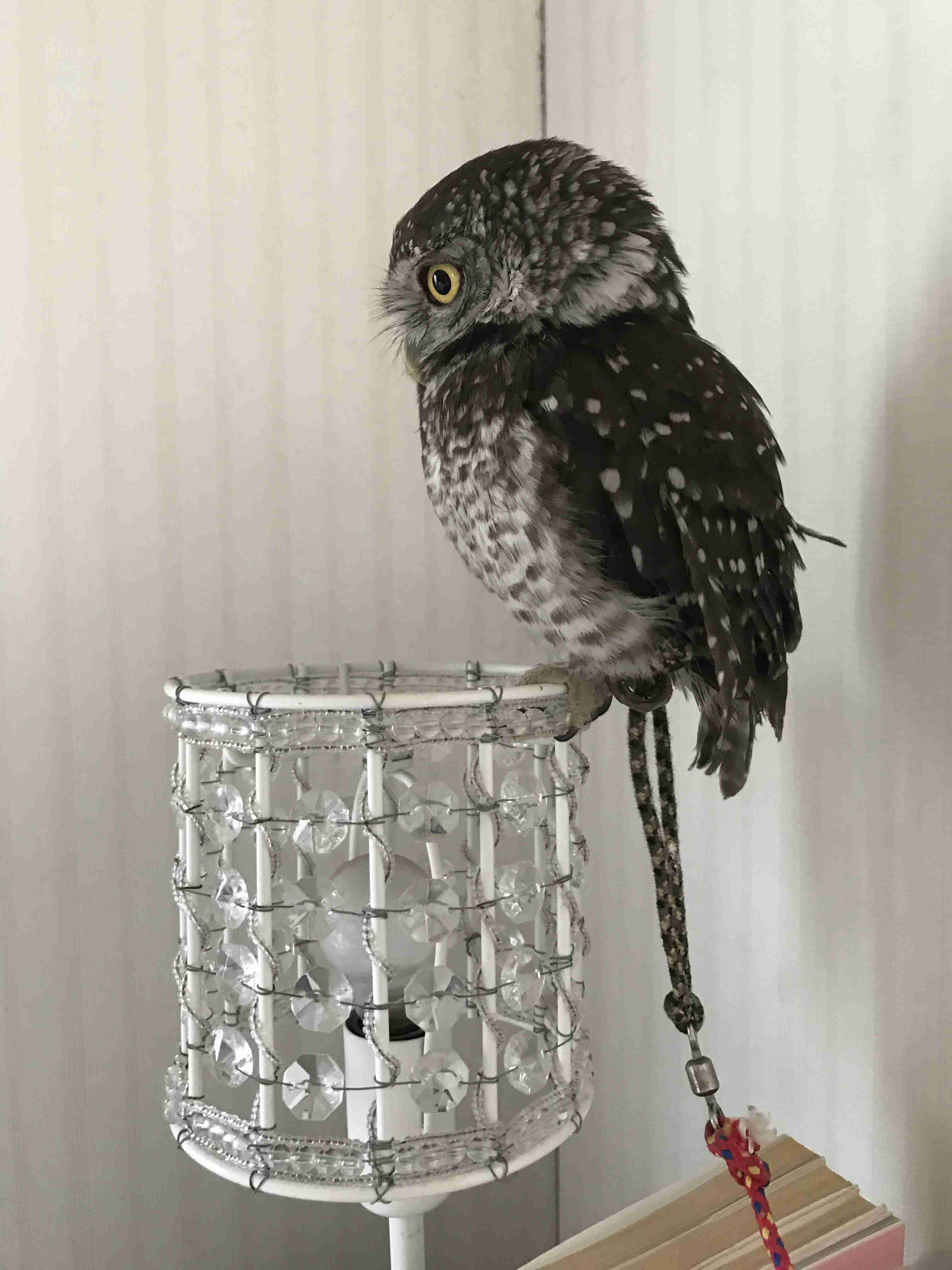 動物達の横顔が集まるトピ