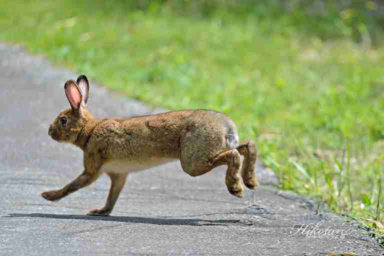 動物達の横顔が集まるトピ