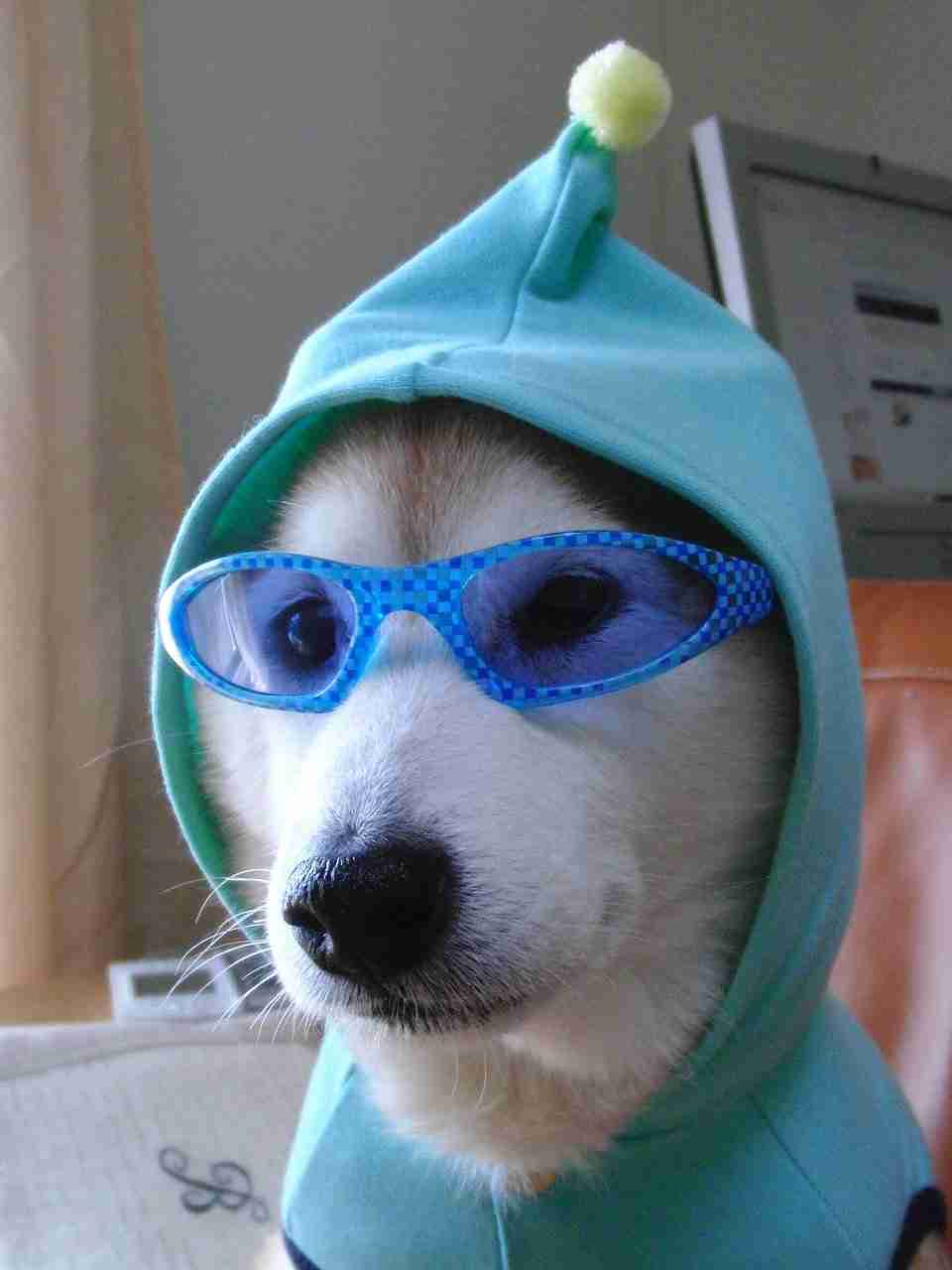 動物達の横顔が集まるトピ