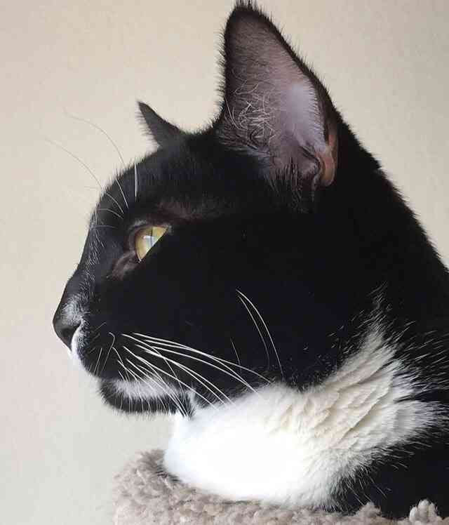 動物達の横顔が集まるトピ