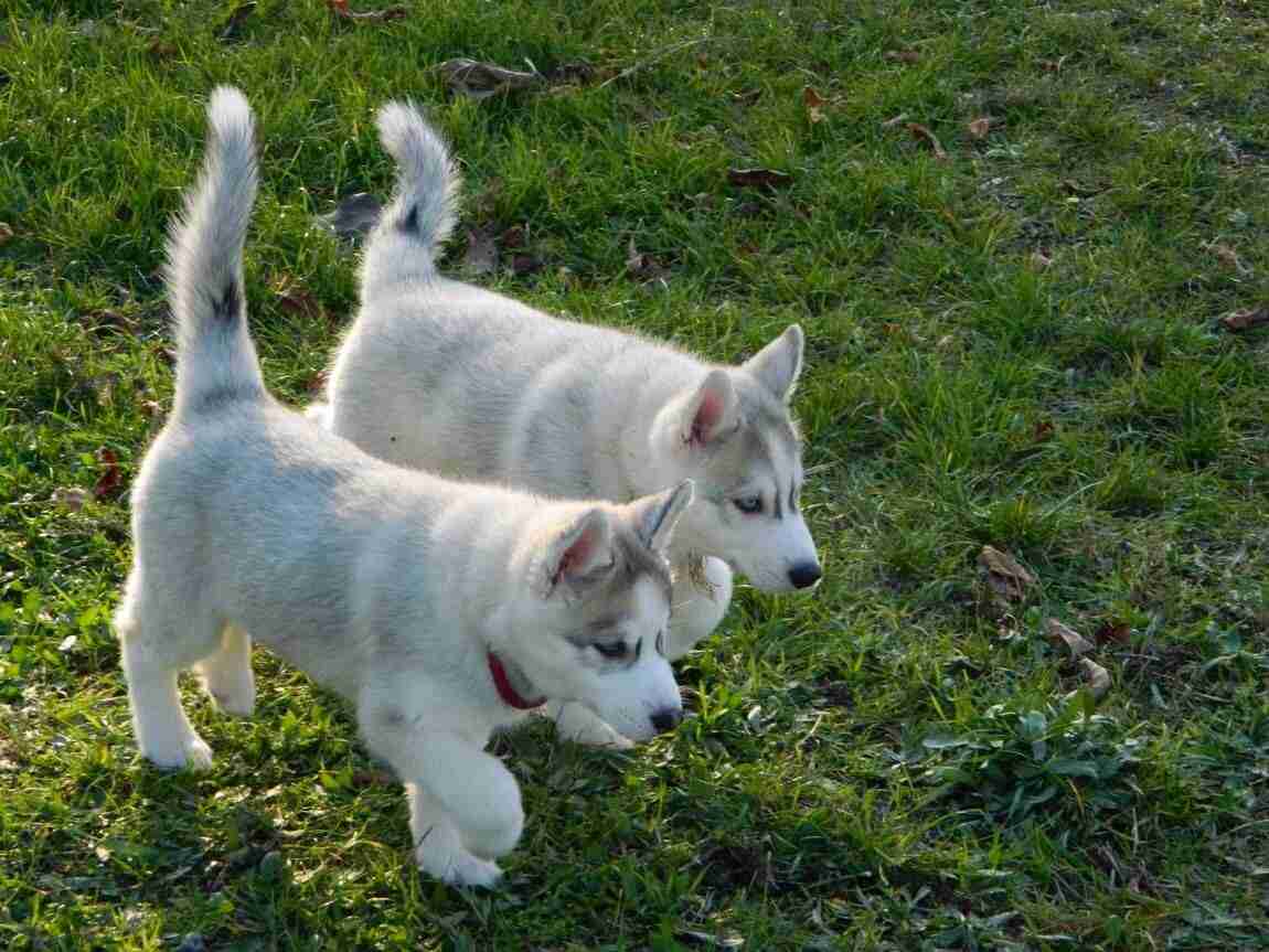 動物達の横顔が集まるトピ