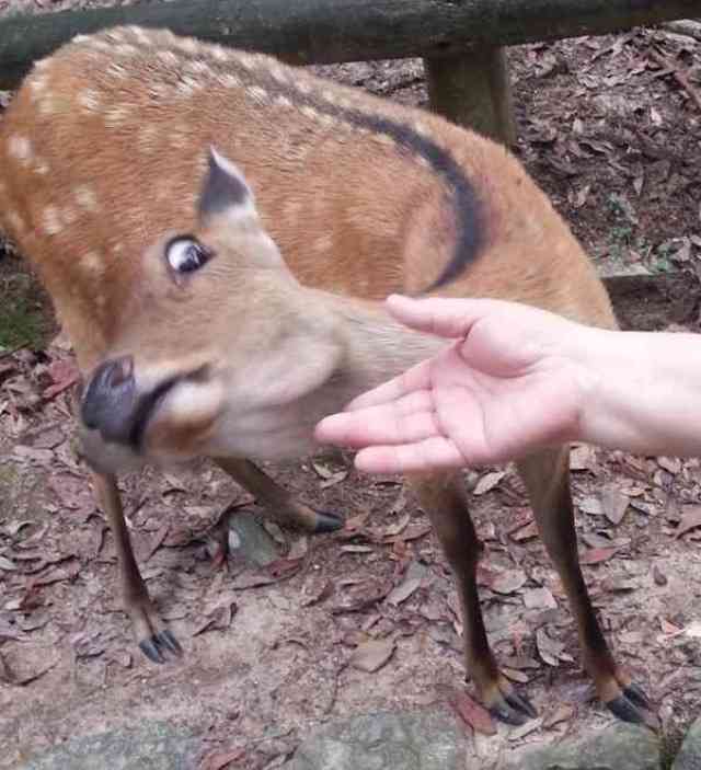 動物達の横顔が集まるトピ