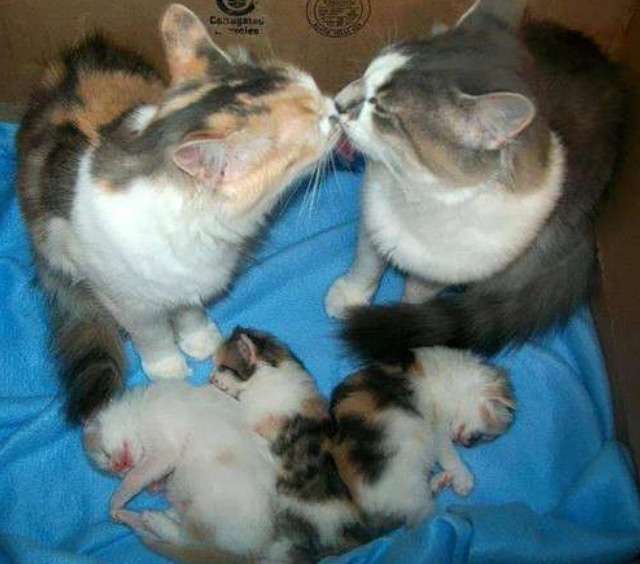 動物達の横顔が集まるトピ