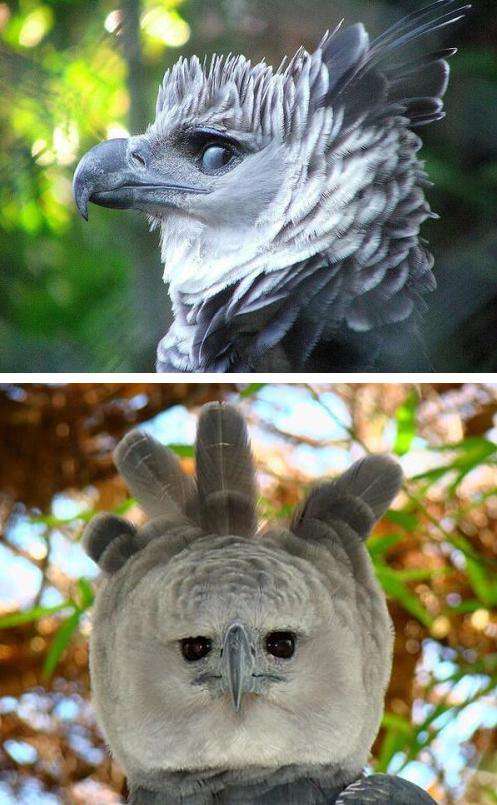 動物達の横顔が集まるトピ