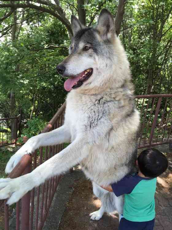 動物達の横顔が集まるトピ
